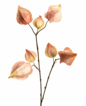 Fisális rosa