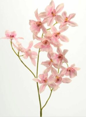 Orquidea dancing