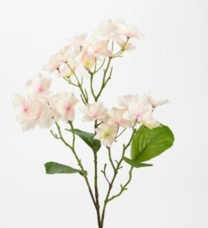 Hortensia ladies