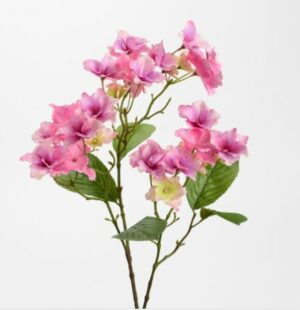 Hortensia ladies