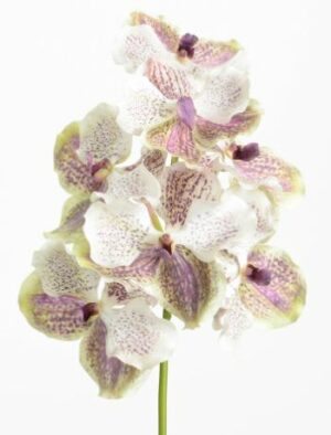 Orquidea Vanda