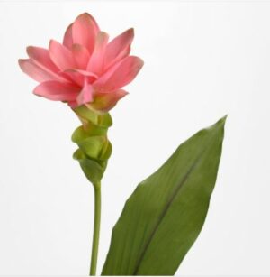 Curcuma tropical