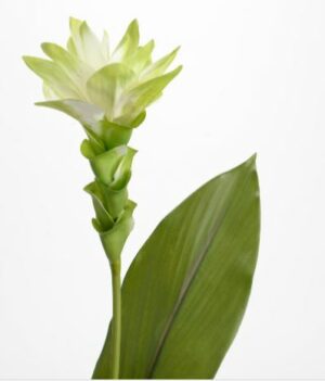 Curcuma tropical