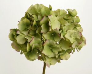 Hortensia Altona