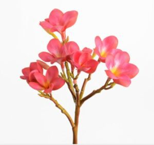 Plumeria