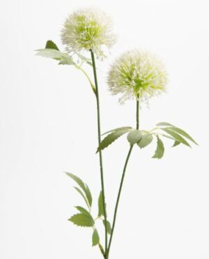 Allium nigrum