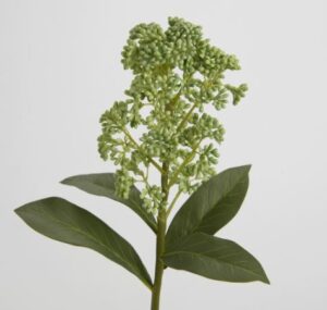 Rama de Skimmia