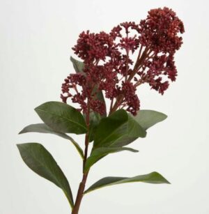 Rama de Skimmia