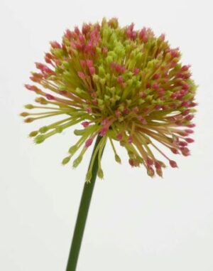 Allium roseum
