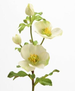 Hellebore royal