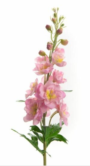 Delfínio rosa