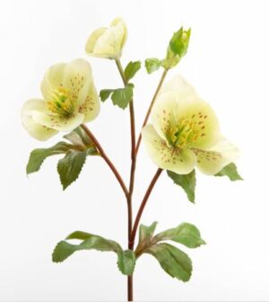 Hellebore gigantea