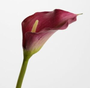 Jarro violeta