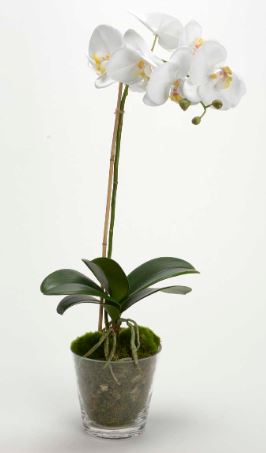 Orquídea com vaso em vidro 64cm