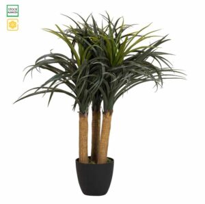 Planta Molina Decorativa